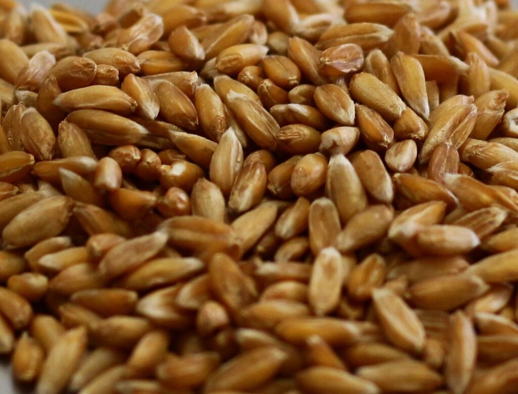 Dinkel Körner – Ritterkorn